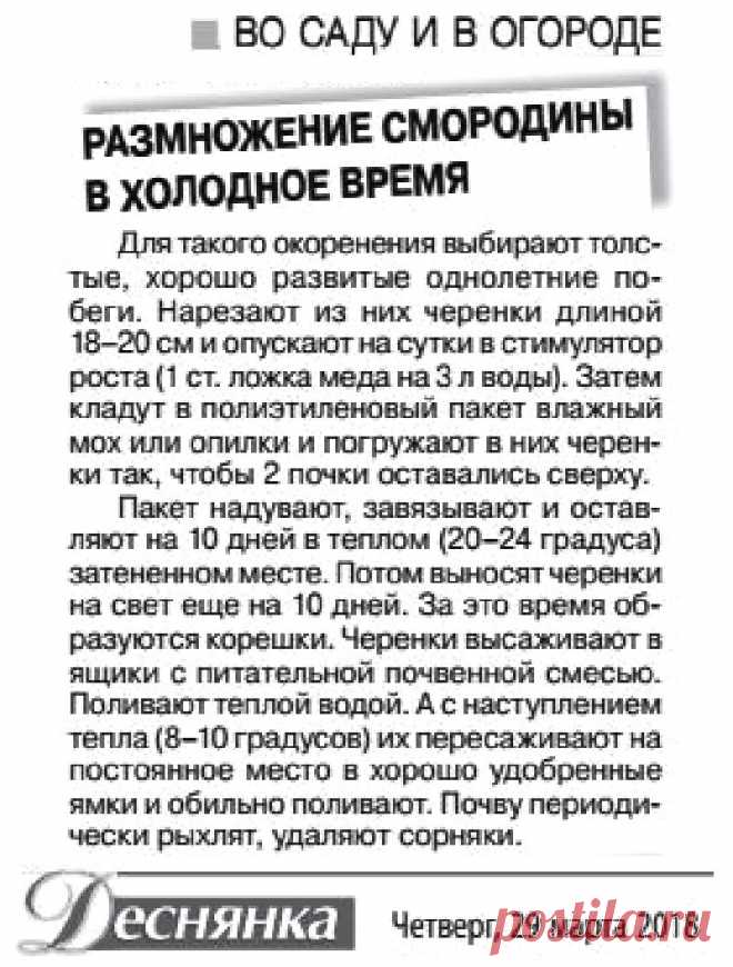 Размножение смородины в холодное время