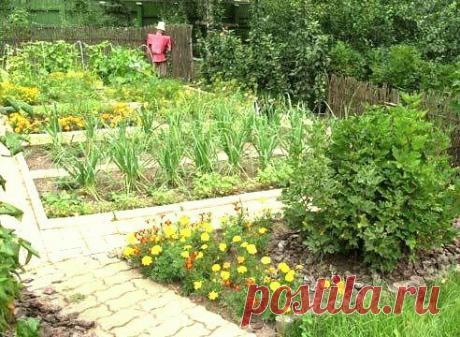 7 секретов обрезки чёрной смородины