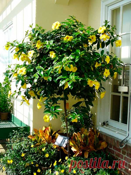 Комнатное растение Алламанда (Allamanda). Эффектная вьющаяся лиана, которую лучше выращивать в оранжереях, а не в комнатах. Образует длинные побеги, которые летом подрезают до необходимой длины. Алламанде, растущей в горшке, необходимы подпорки. Цветение с начала лета до осени. Диаметр венчика желтых колокольчатых цветков достигает 10 см.