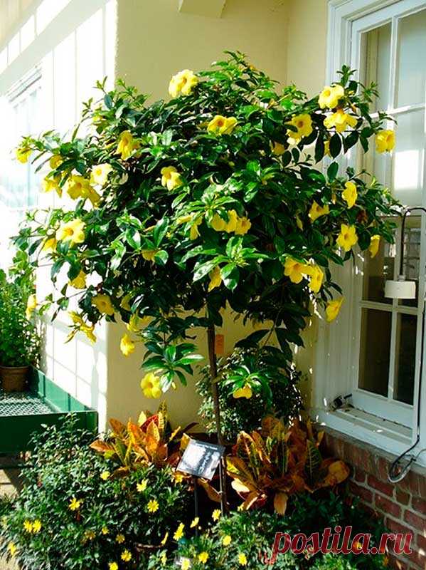Комнатное растение Алламанда (Allamanda). Эффектная вьющаяся лиана, которую лучше выращивать в оранжереях, а не в комнатах. Образует длинные побеги, которые летом подрезают до необходимой длины. Алламанде, растущей в горшке, необходимы подпорки. Цветение с начала лета до осени. Диаметр венчика желтых колокольчатых цветков достигает 10 см.