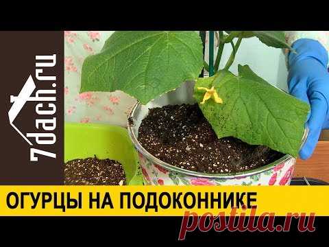 Огурцы на подоконнике. Практические советы от Марины Рыкалиной