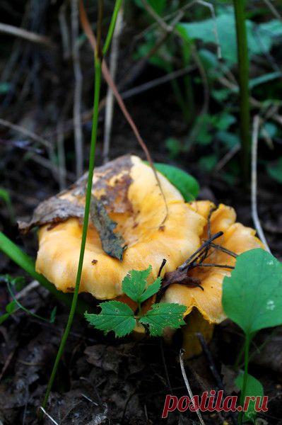 Фото для вас, мои дорогие друзья !. Альбом -2014- - 50 фото. Фотографии Cute Angel.