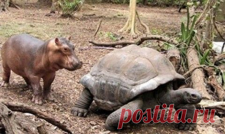 Очень странная история дружбы