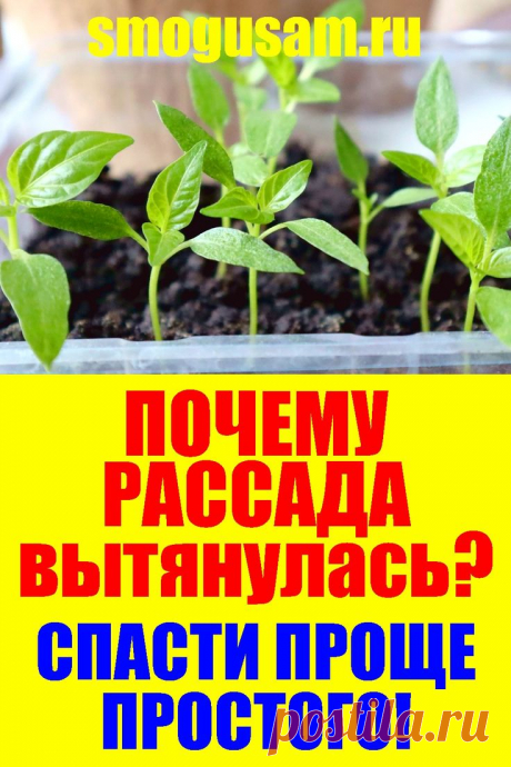 ПОЧЕМУ РАССАДА ВЫТЯНУЛАСЬ!🌱 ЧТО ДЕЛАТЬ?🌱 СПАСТИ ПРОЩЕ ПРОСТОГО🌱 в 2024 г | Советы по органическому садоводству, Посадка овощей, Овощные грядки