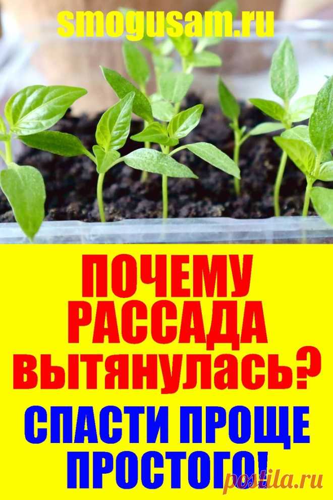ПОЧЕМУ РАССАДА ВЫТЯНУЛАСЬ!🌱 ЧТО ДЕЛАТЬ?🌱 СПАСТИ ПРОЩЕ ПРОСТОГО🌱 в 2024 г | Советы по органическому садоводству, Посадка овощей, Овощные грядки
