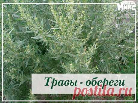 ТРАВЫ-ОБЕРЕГИ
