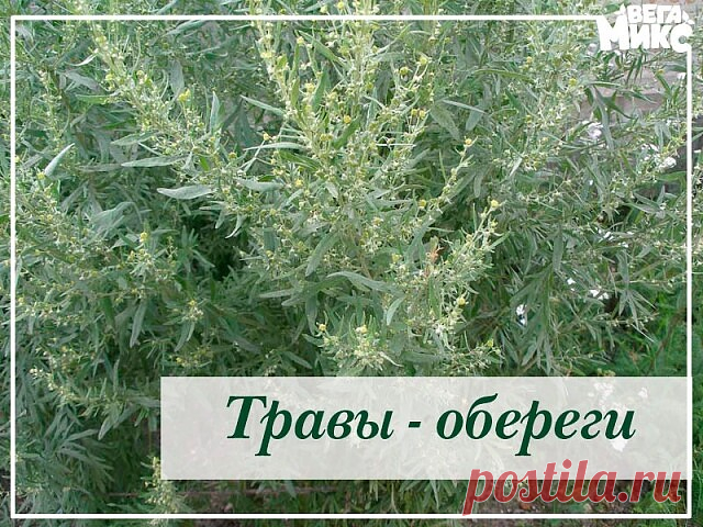 ТРАВЫ-ОБЕРЕГИ