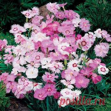 Amazon.com : Park Seed Sweetness Dianthus Seeds : Garden & Outdoor