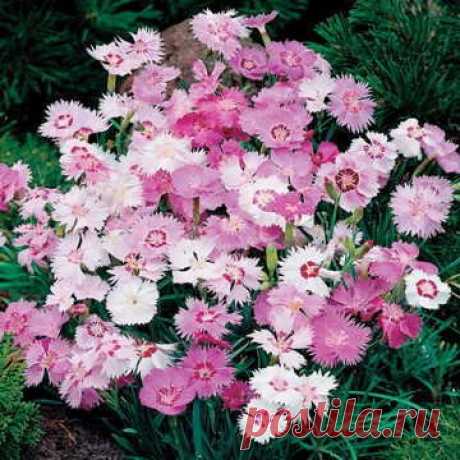 Amazon.com : Park Seed Sweetness Dianthus Seeds : Garden & Outdoor