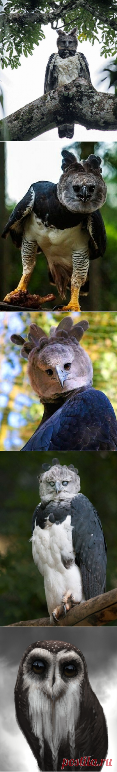 СОВЫ-ФИЛИНЫ
