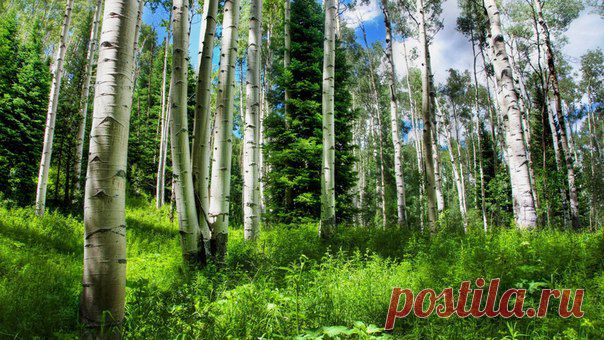Берёзовый сок для красоты и здоровья (рецепты)