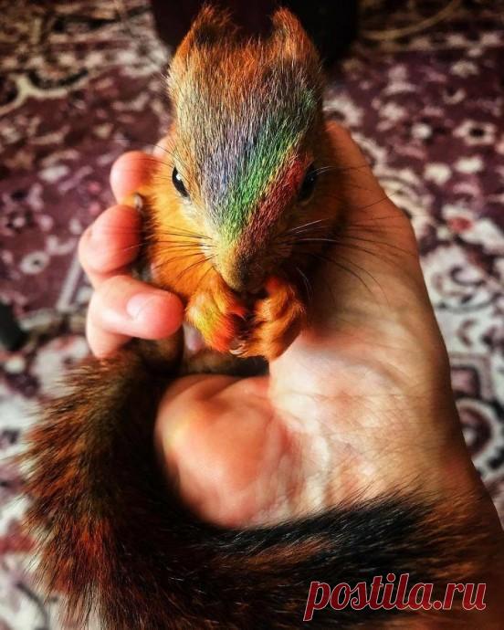 Забавный бельчонок