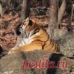 Тигр Амур и козел Тимур переждали снежную бурю в одном убежище (140): Яндекс.Новости