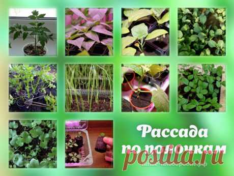 Рассада по полочкам - сроки посева семян