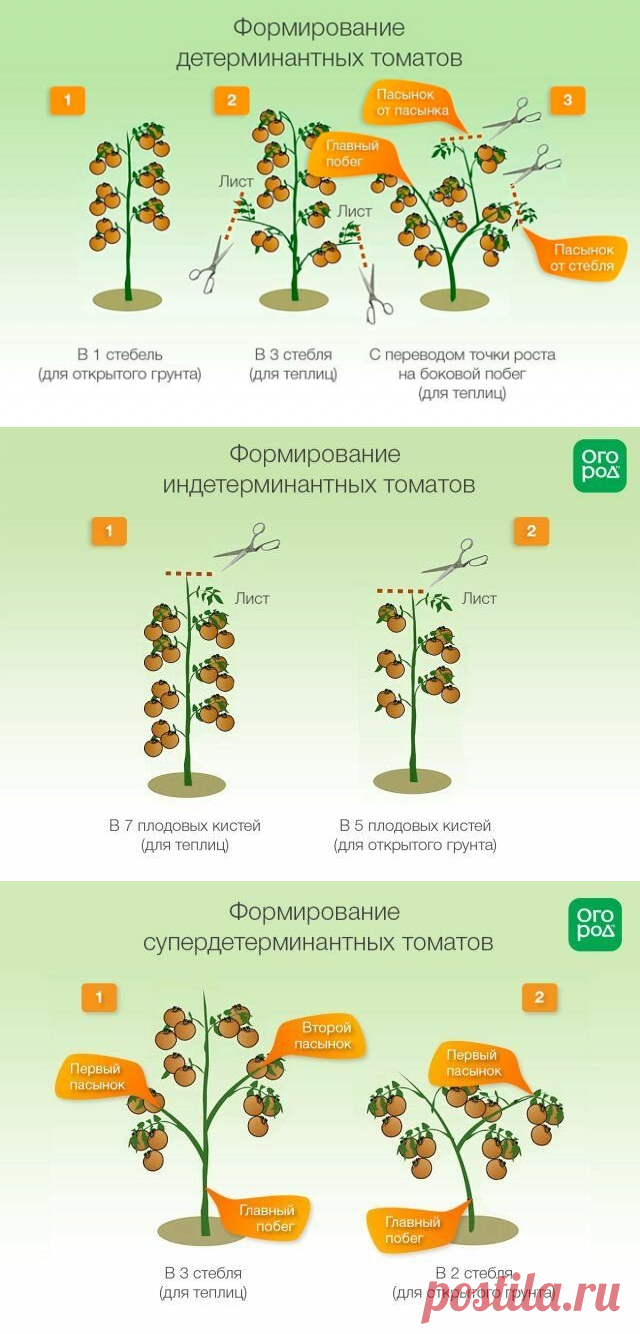 Основные правила формирования томатов. | Цветочная душа | Яндекс Дзен