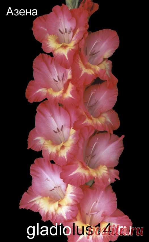 (457) Pinterest