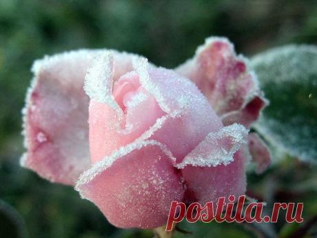 В объятиях инея-фотографии природы, застигнутой зимой врасплох