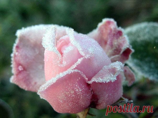 В объятиях инея-фотографии природы, застигнутой зимой врасплох