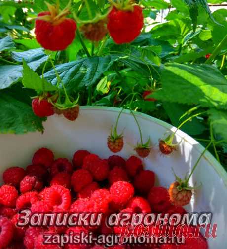 Посадка малины в разные времена года &amp;bull; zapiski-agronoma.ru