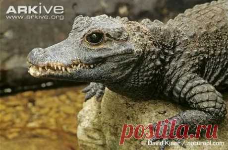 arkive wildlife: 1 тыс изображений найдено в Яндекс Картинках