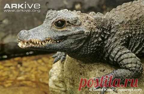 arkive wildlife: 1 тыс изображений найдено в Яндекс Картинках
