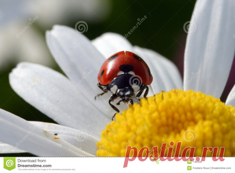 Ladybird on flower Ladybird On Flower - Download From Over 66 Million High Quality Stock Photos, Images, Vectors. Sign up for FREE today. Image: 148458