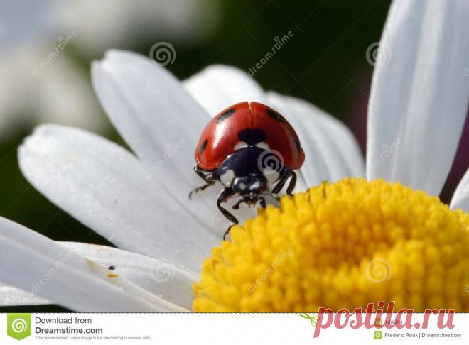 Ladybird on flower Ladybird On Flower - Download From Over 66 Million High Quality Stock Photos, Images, Vectors. Sign up for FREE today. Image: 148458