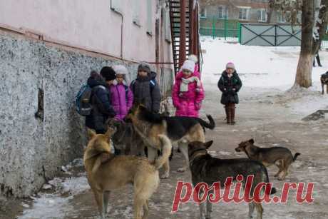 Мы кричали, но люди разбегались, как тараканы!!! На помощь детям пришли бродячие собаки Услышав такую историю, поневоле задумаешься о том, что многие животные гораздо более человечны, чем некоторые люди…
В начале марта две девочки-ростовчанки, девяти и шестнадцати лет, шли за продуктами в магазин. В руках, кроме пакетов, сёстры держали мобильники, на которых время от времени что-то см