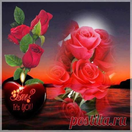 розы