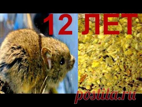 Утепление стекловатой 12 лет спустя. Вскрытие стен .