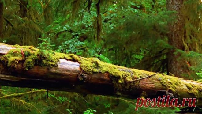 Установленные в лесу камеры сняли самую невероятную сцену. Вы должны это видеть! Когда вы посмотрите это это видео, то первое, что подумаете — это либо компьютерная графика, либо кукольная анимация. Но на самом деле камеры засняли одно из самых поразительных...