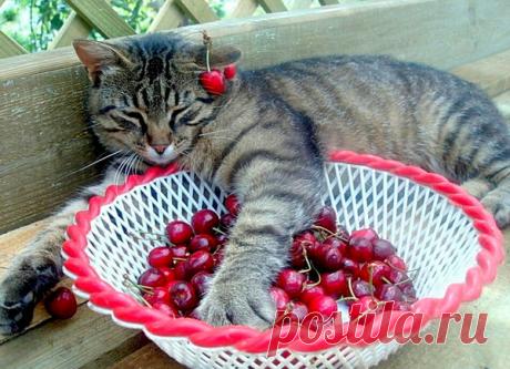 Витаминчики для Василия....