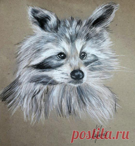 Как нарисовать енота акварельными карандашами