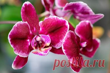 Ученые захотели спасти краснокнижные орхидеи Крыма. Ученые разработали эффективную методику выращивания таких тропических растений, как орхидеи. Ее можно использовать для микроклонирования и восстановления краснокнижного растения на крымских просторах. Об этом заявил доцент кафедры ботаники и физиологии растений и биотехнологий Таврической академии КФУ Владимир Назаров.