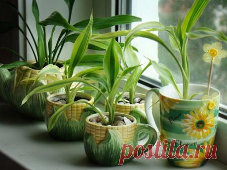 Лучшие комнатные растения для кухни — Роскошь и уют