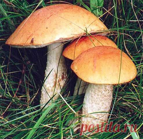 Я с лукошком в сад пойду, подосиновик найду!