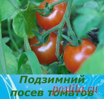 УНИКАЛЬНЫЙ СПОСОБ ПОСЕВА ТОМАТОВ..... ПОД ЗИМУ
