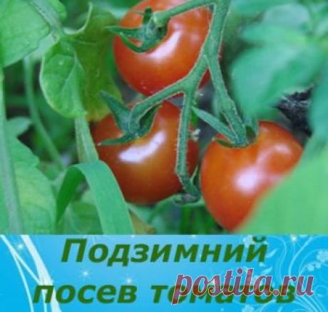 УНИКАЛЬНЫЙ СПОСОБ ПОСЕВА ТОМАТОВ..... ПОД ЗИМУ