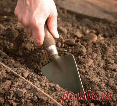 Ноябрьский посев: за и против