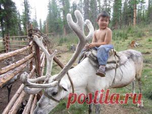 Оленеводы Арктики о проекте закона “О кочевой семье” | SakhaLife