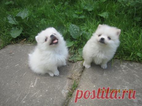 Горошинки шпицы