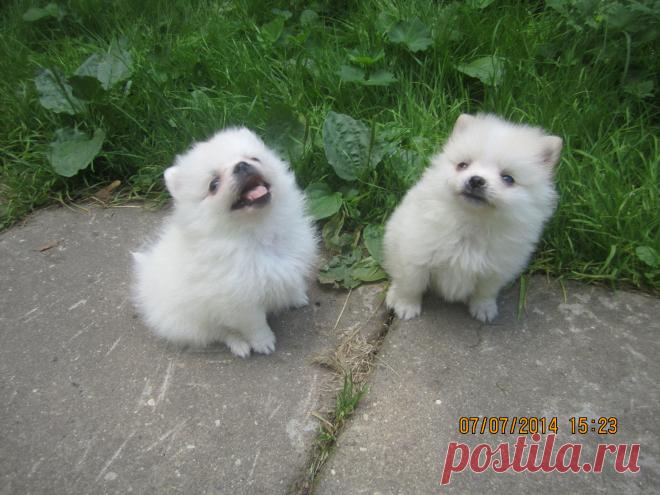 Горошинки шпицы