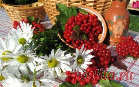 С КАЛИНОЙ ДРУЖЕН – ВРАЧ НЕ НУЖЕН.