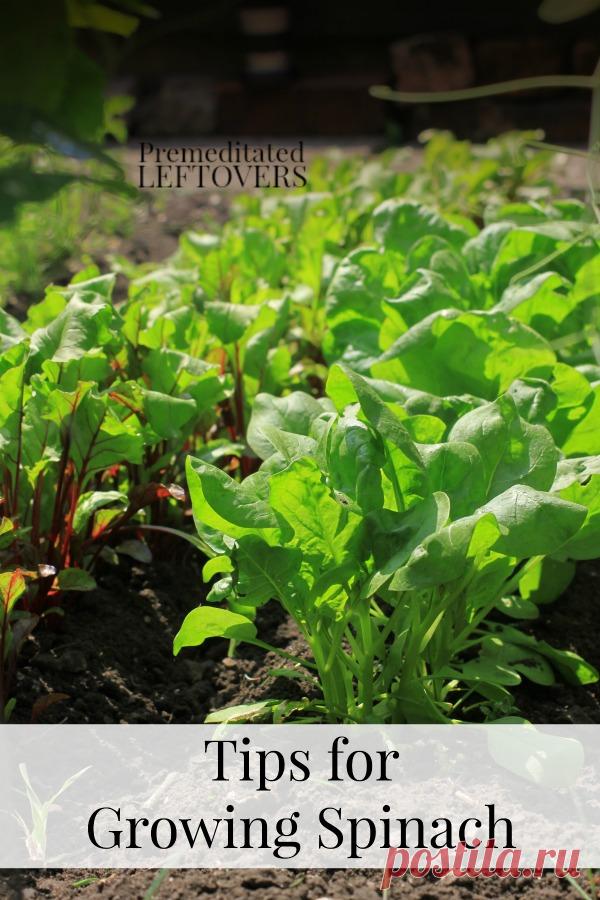 Советы для выращивания шпината в вашем саду