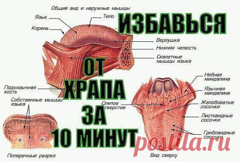 КАК ЗА 10 МИНУТ ИЗБАВИТЬСЯ ОТ ХРАПА НАДОЛГО! | Хитрости Жизни