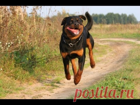 СМЕШНЫЕ ЧУДО ЖИВОТНЫЕ,funny animals,奇跡の動物,забавн тварини,