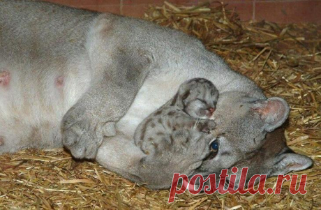 Мама – и этим все сказано Мама – и этим все сказано
Любовь родителя к своему ребенку не знает границ, и это относится как к человеку, так и к животному. Это проявляется и в защите, и в воспитании, и в обучении. Эти 25 животных...