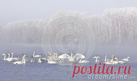 Stock Photos, Royalty-Free Images & Video Footage By Dreamstime Stock Photography