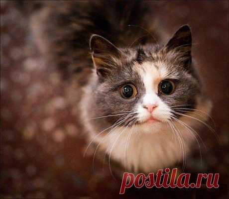 Наши любимые котики!