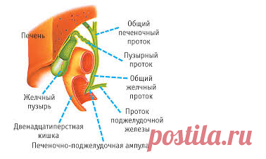 Желчнокаменная болезнь излечима лекарственными растениями!